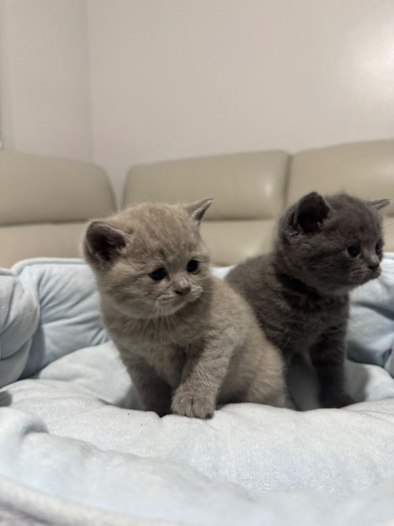 Kitten British shorthair 