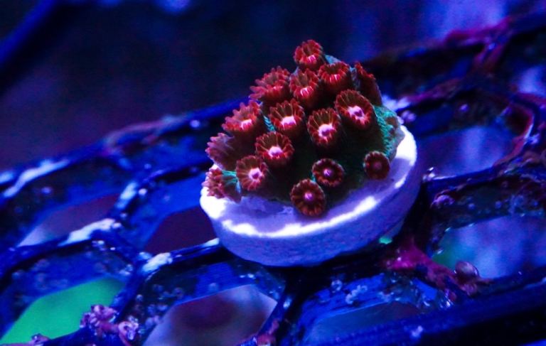 Jingle Bells Cyphastrea