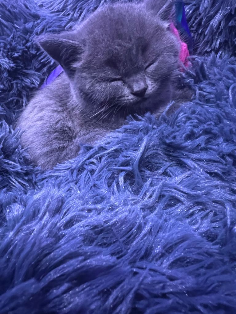 BSH kitten male to rehome ASAP