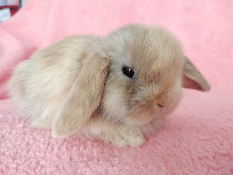 Baby mini lop rabbits for sale 