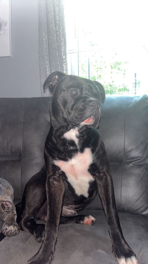 Buster seeking a forever home 