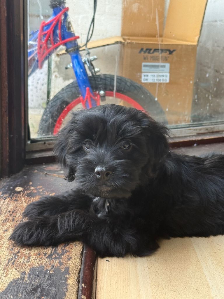 Cockapoo
