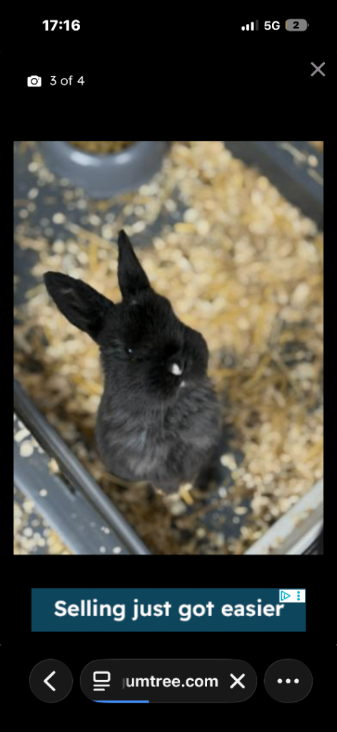 Female rabbit