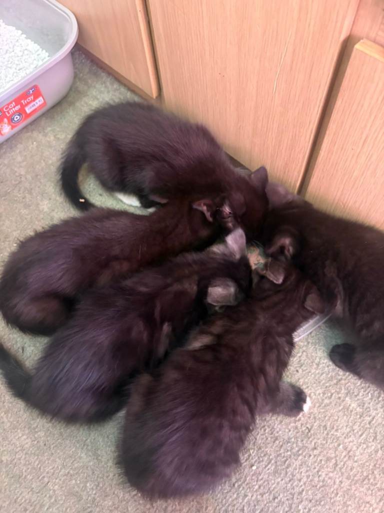 Kittens for sale