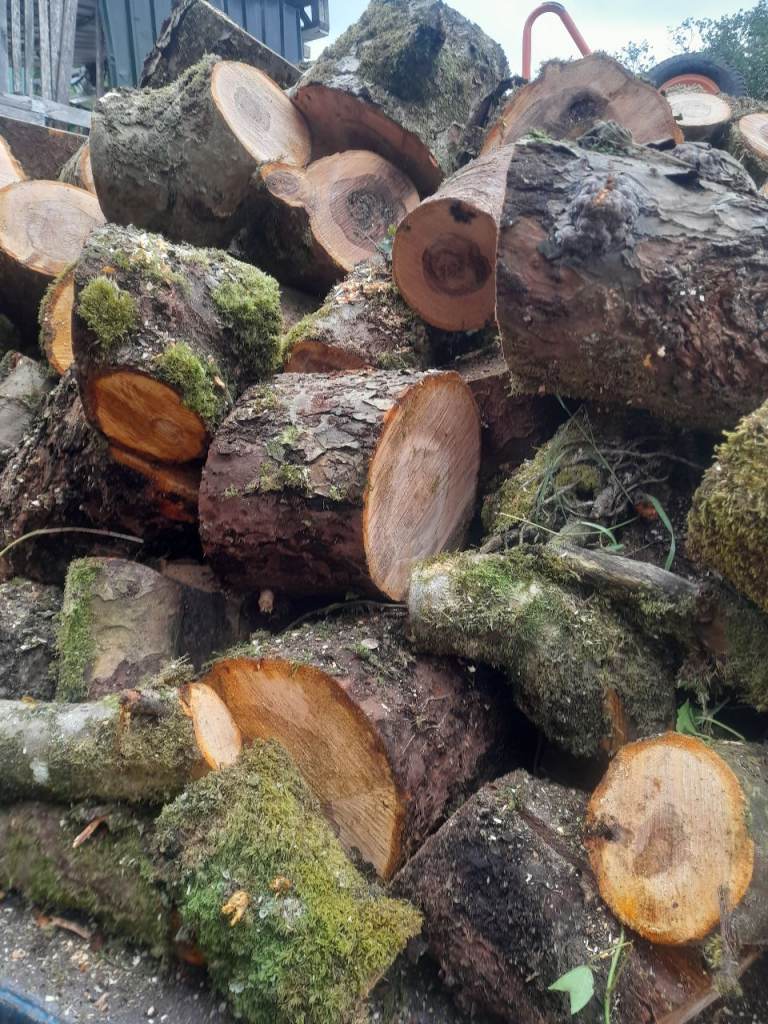 Apple 🍎 trees firewood 