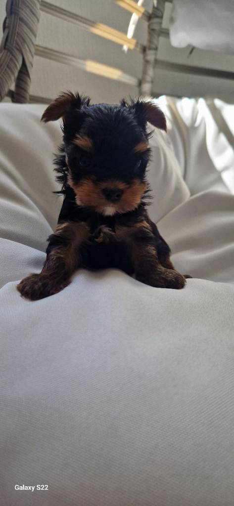 Yorkshire Terrier puppys Kc