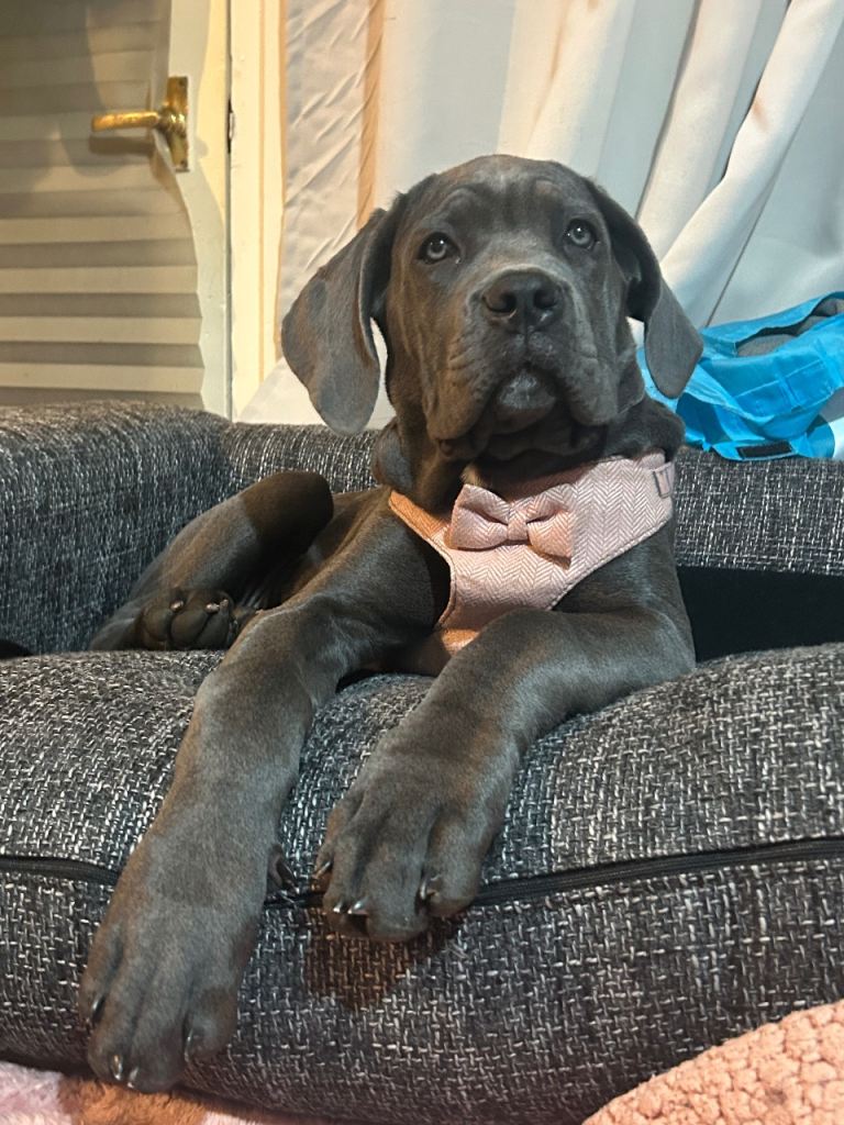 Cane corso pup