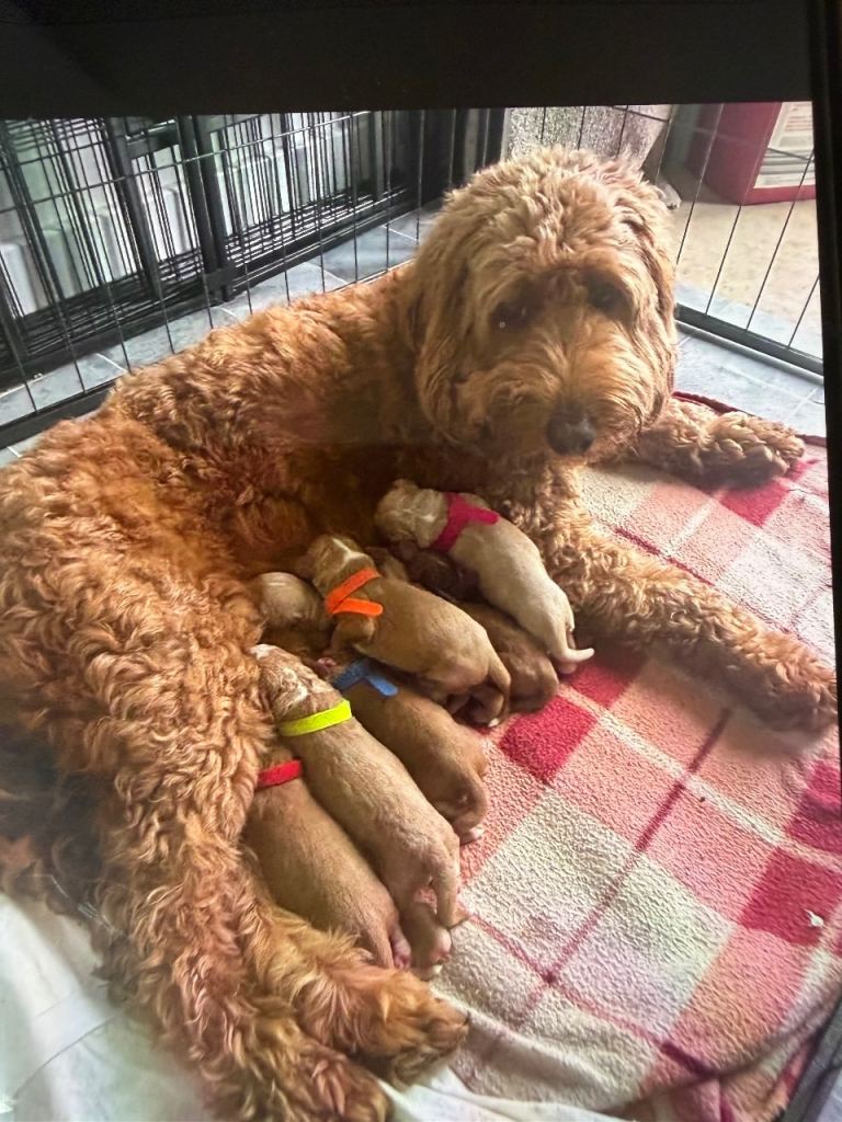 Cockapoo puppies 