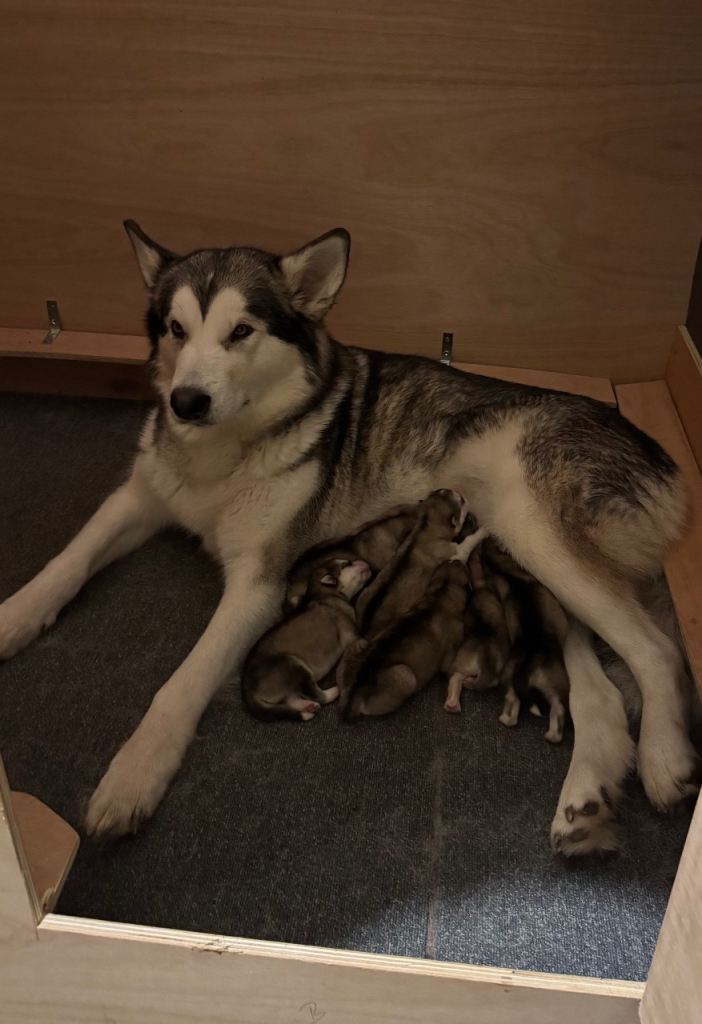 Alaskan Malamute Puppies 1 girl 3 boys left 