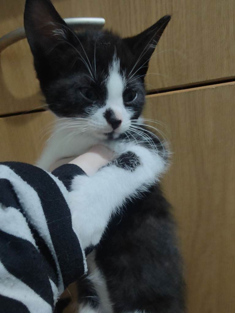 Two kittens looking for home (reduced)