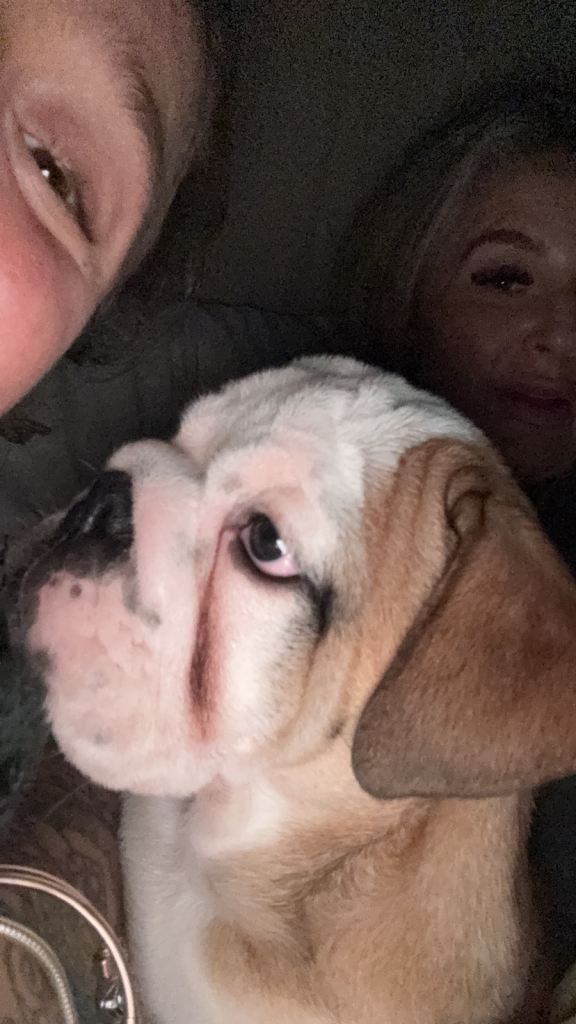 Bulldog pup 9months old 