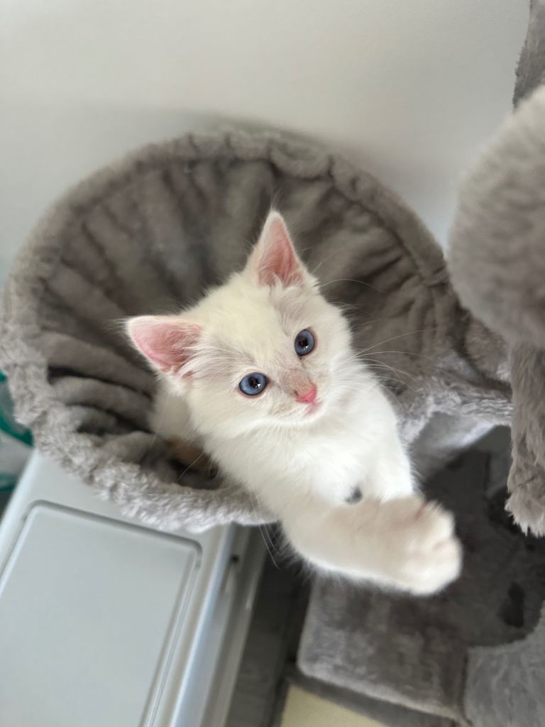 Ragdoll kitten comes with all the stuff in the pictures.