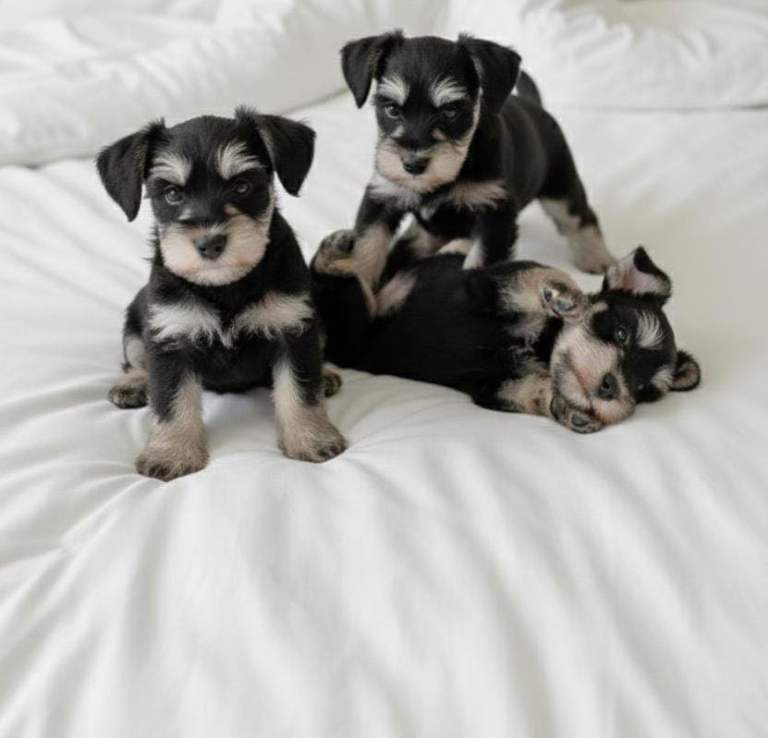 Miniature Schnauzer puppies