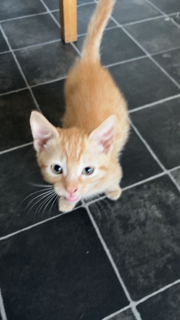 Ginger, Tortie and Black Kittens