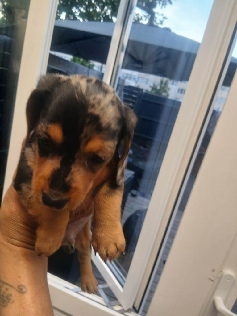Dapple miniature datchound 