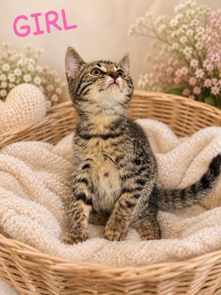 Beautiful bengal kittens 
