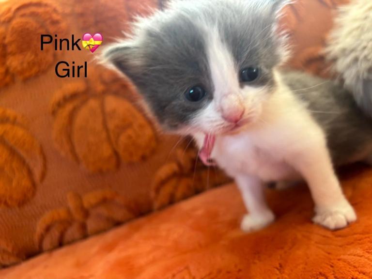 Stunning Ragdoll x BSH kittens 