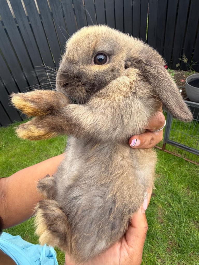 Loopear bunnies 