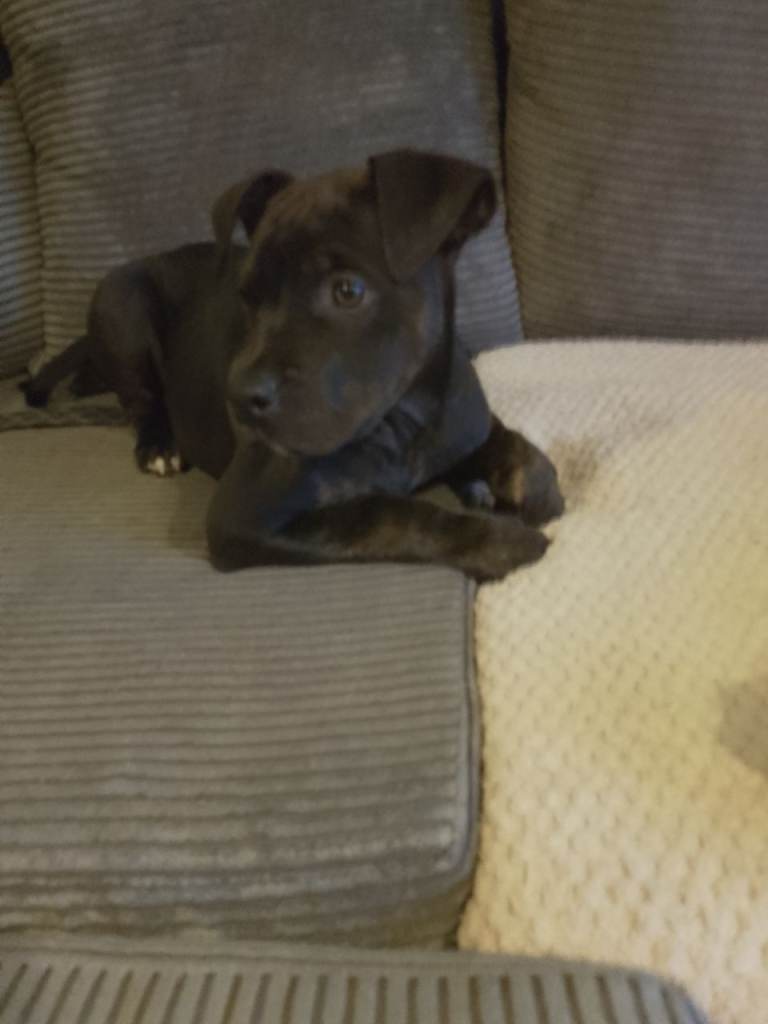 American bulldog x male 11 weeks old