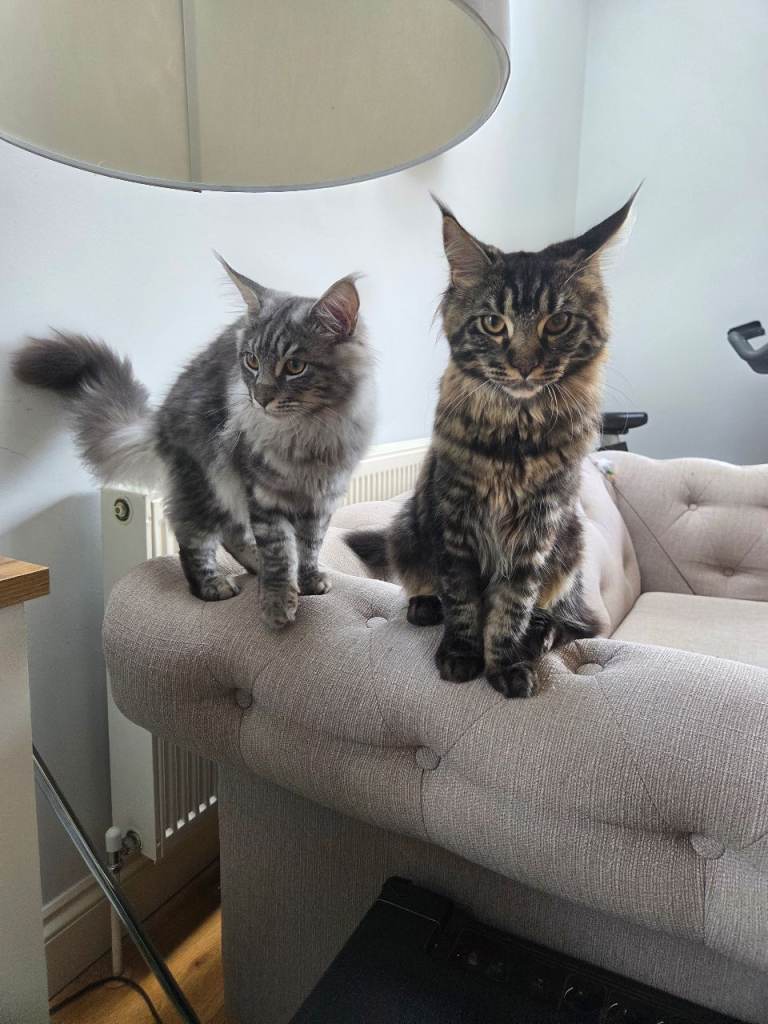 2 beautiful Maine Coon kittens looking for a home 🏡 
