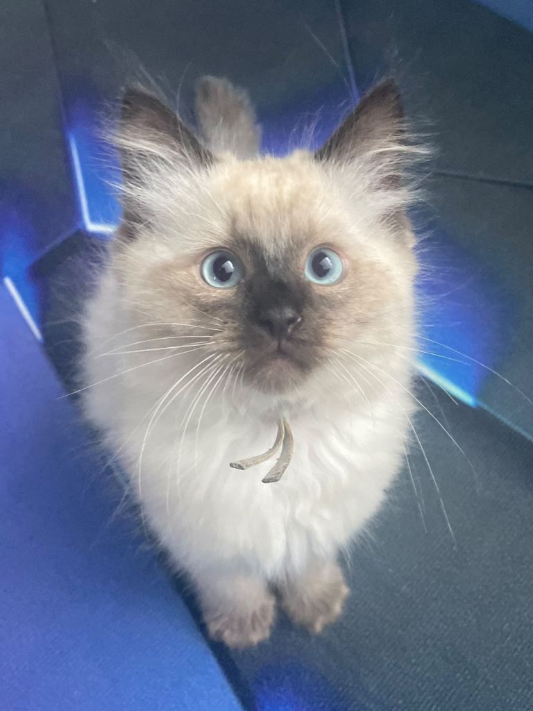 Ragdoll Kittens - ONE GIRL LEFT 🩷