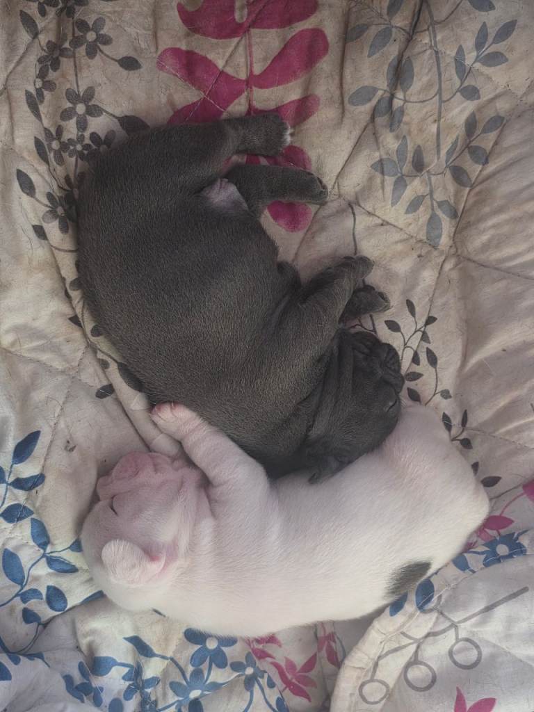 French Bulldog puppies