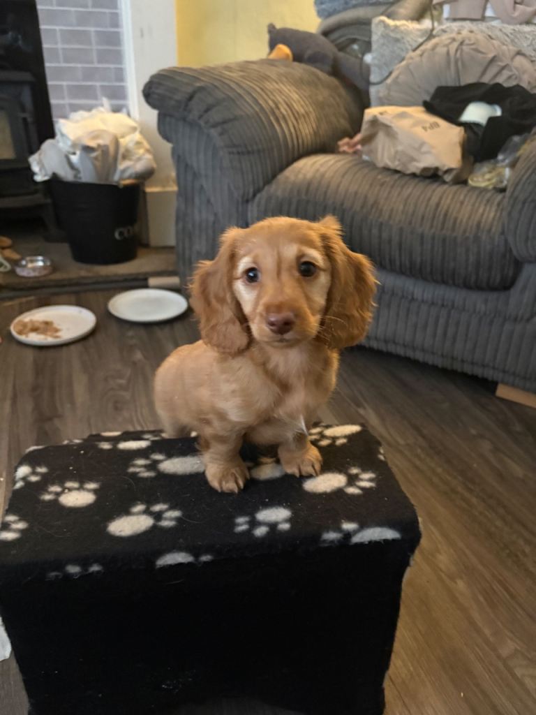 Long haired cream girl chocolate and tan short haired girl