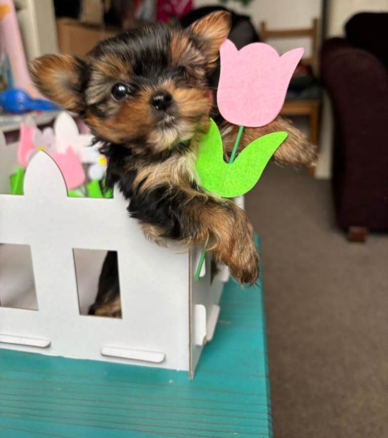 Miniature purebred Yorkshire terriers