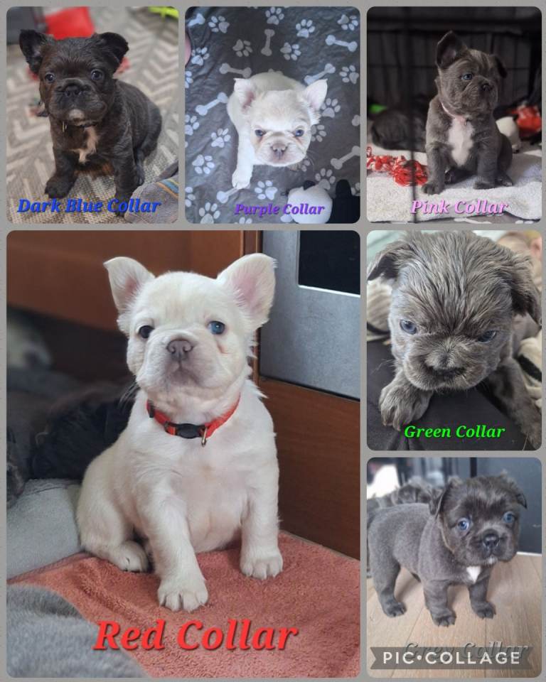 Fluffy French Bulldog puppies 