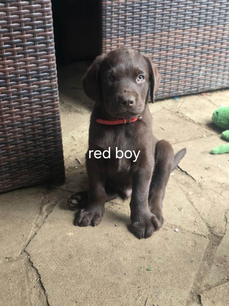Labrador puppies