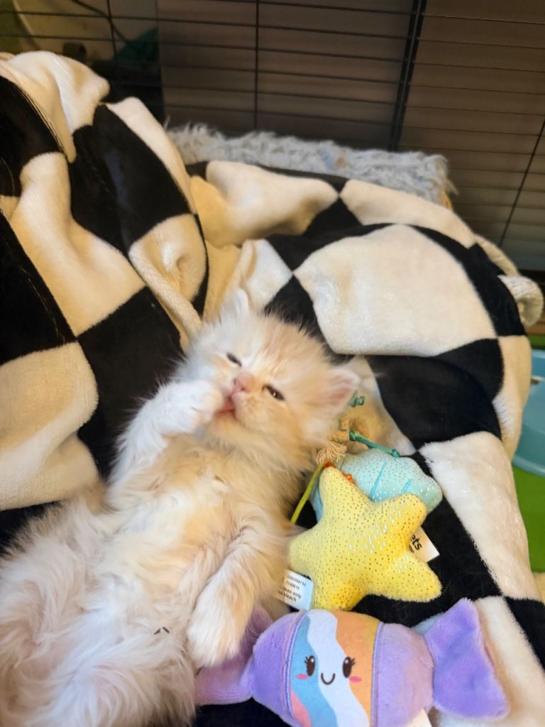 Beautiful Maine coon kitten