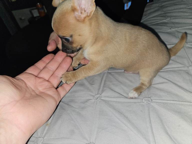1 male chug puppy looking for forever home
