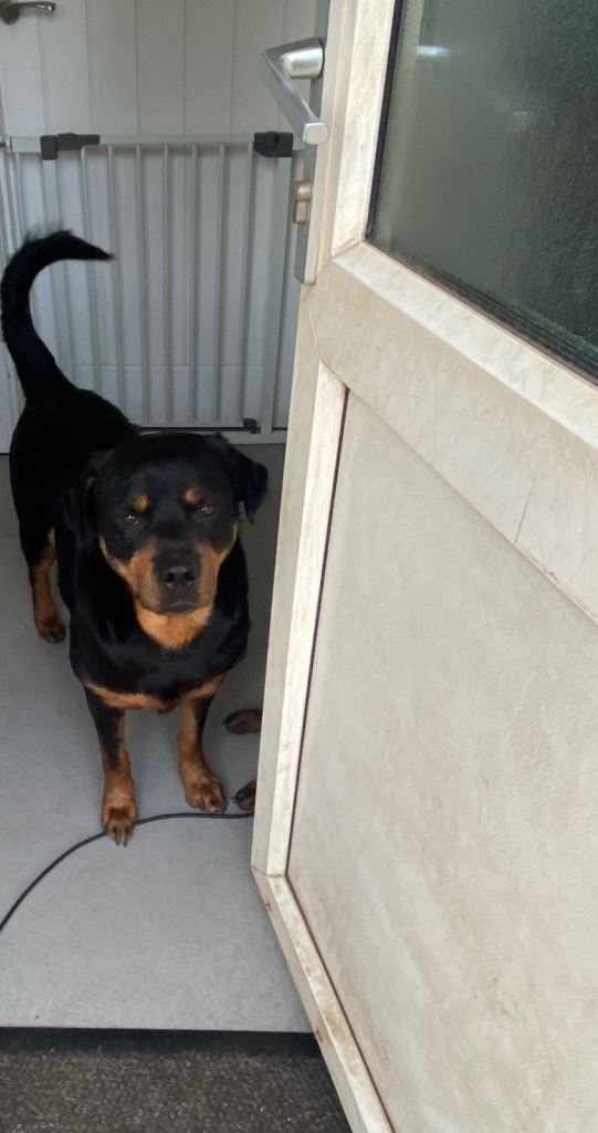 Rottweiler