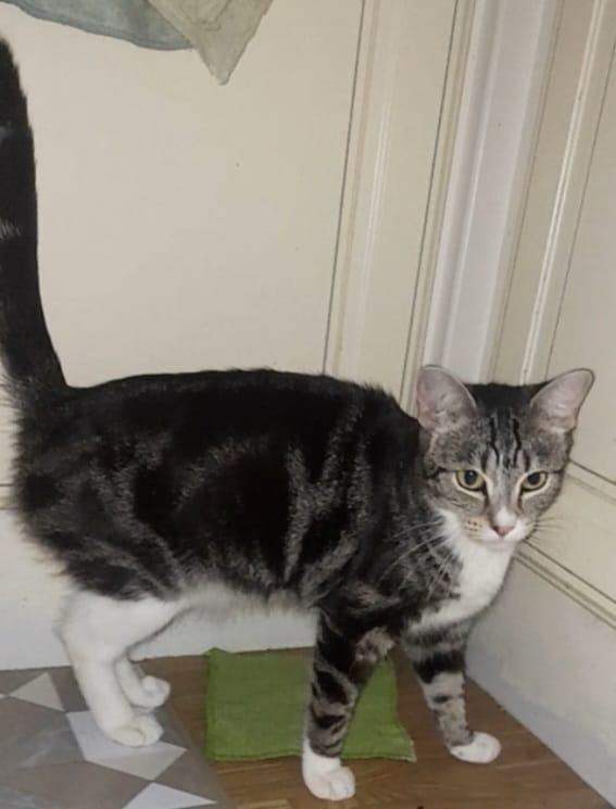 Nice and Lovely Tabby Kittens Boy and Girl