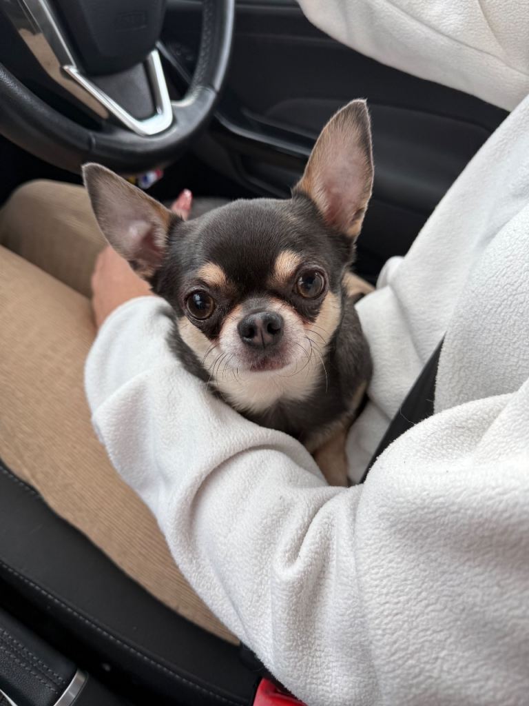 Male Chihuahua