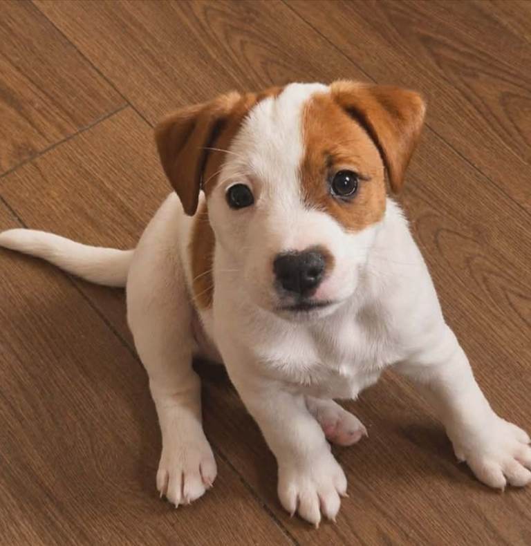 Male jack russell ready to be rehomed on the 18th june