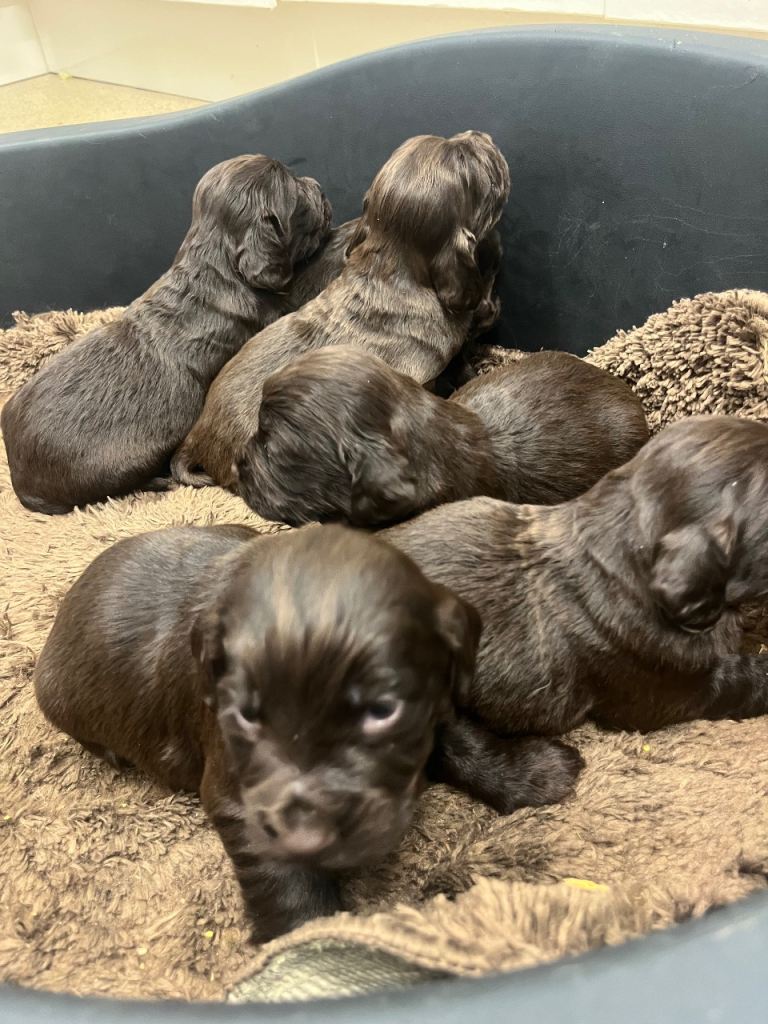 Kc  spaniel puppies
