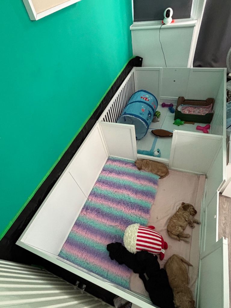 PawHut whelping box
