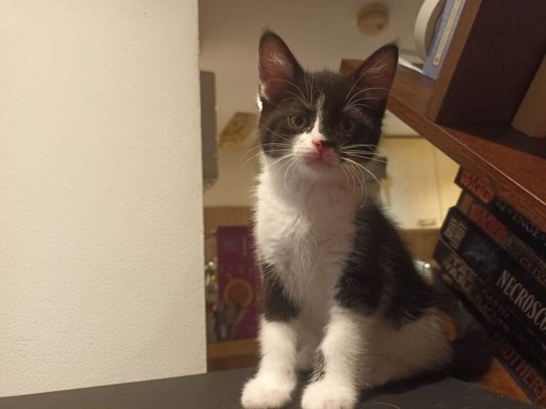 Kittens for sale in London