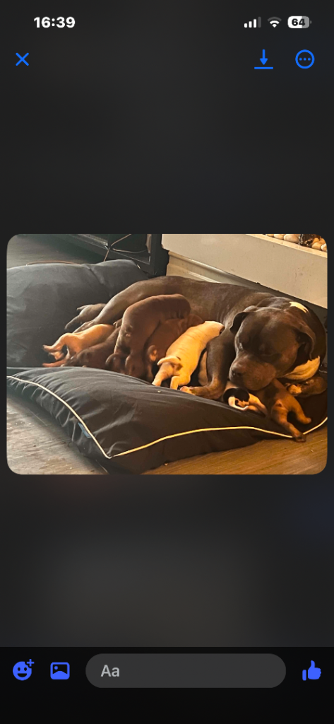 Shar pei x staff
