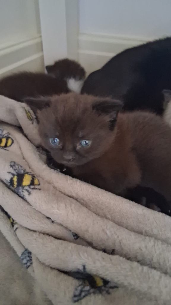 8 weeks old kitten available in Bradford