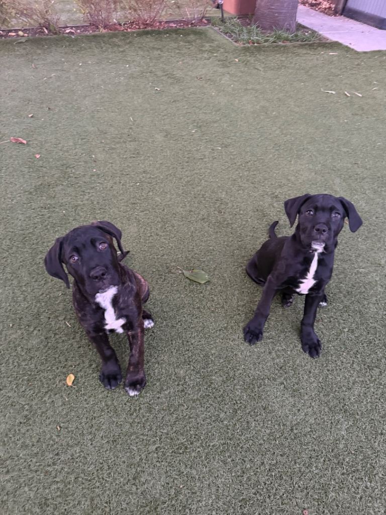Cane corso puppies ready to leav