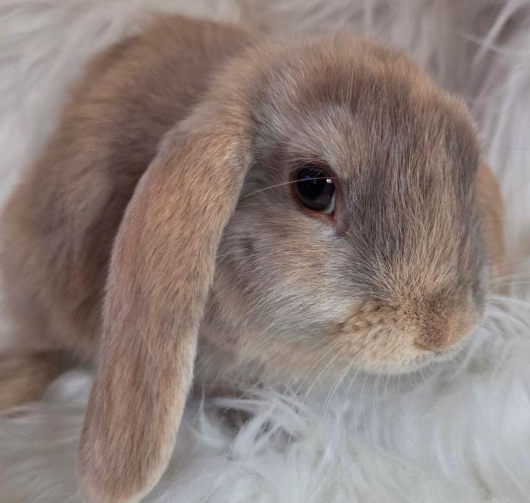 Beautiful mini lops boys and girls avalible .