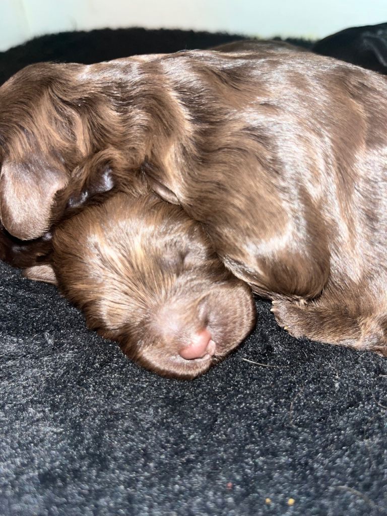 🐶Stunning cockapoo puppies🐶