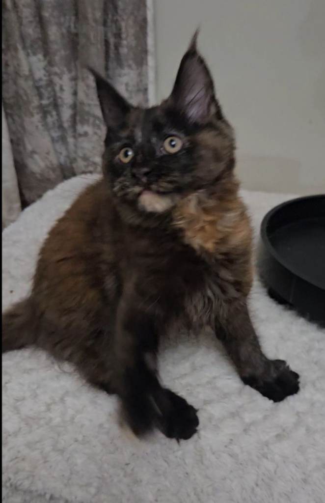 Maine coon kitten