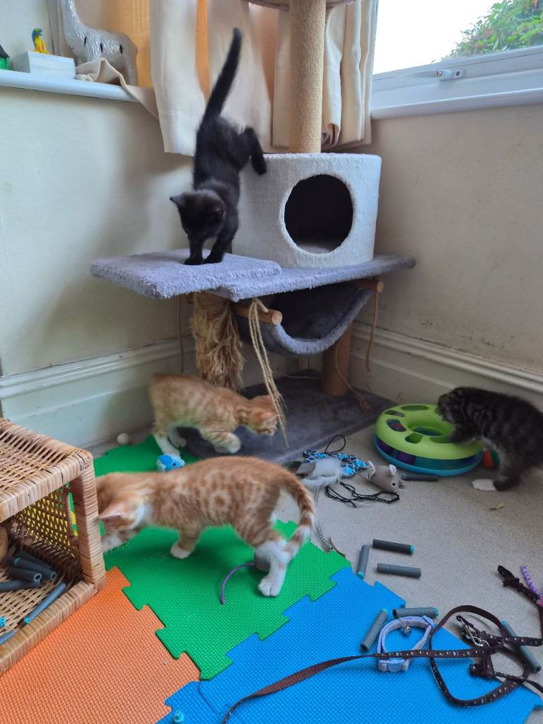 Adorable Kittens Looking for Loving Homes  