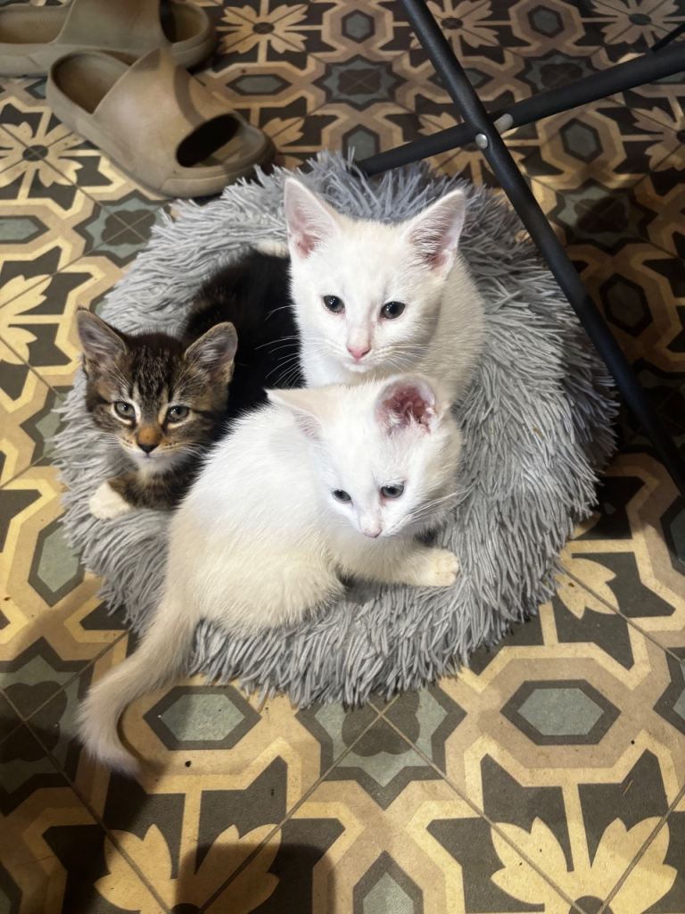 Tabby and white kittens for sale!