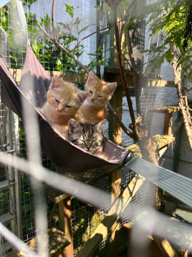 Reserved- Persian cross ginger mixed kittens