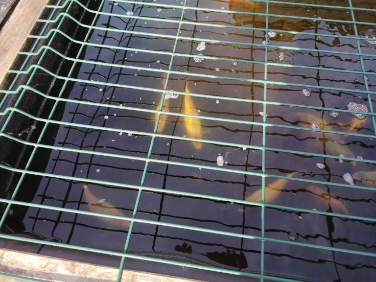 Koi carp