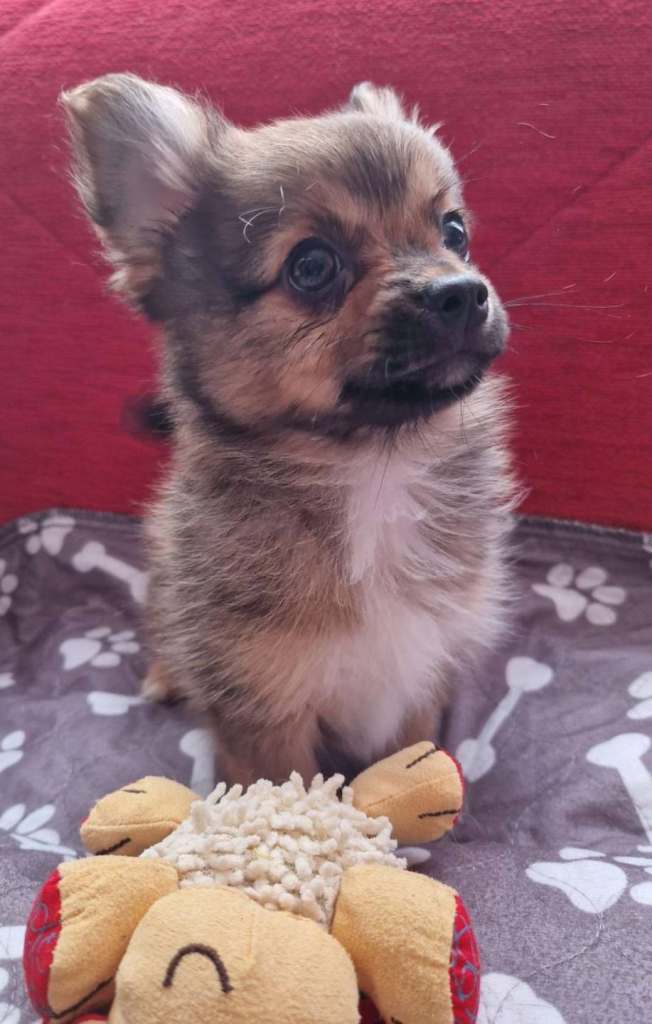3 beautiful pomchi puppies looking for their forever families, 8 weeks old and ready for adventure's